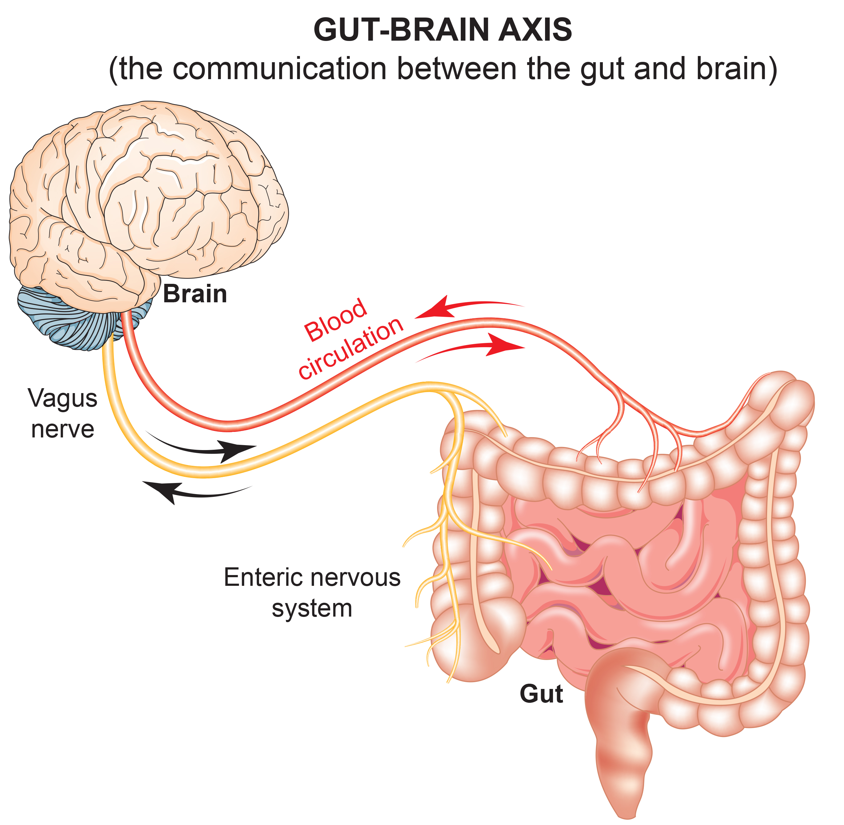 Gut-brain axis diagram
